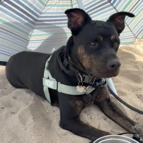 Archie