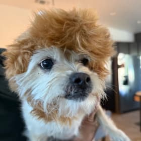 Stella