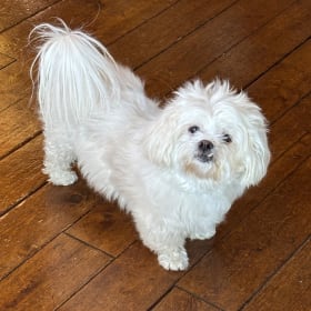 Chico