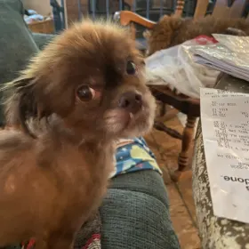 Chewie