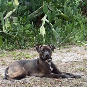 Junior