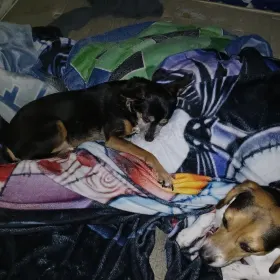 Max and Odie