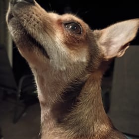 Piper