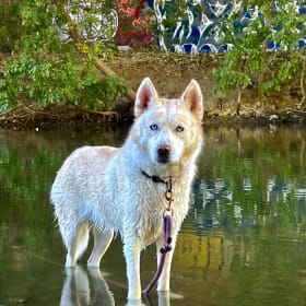 Pearla