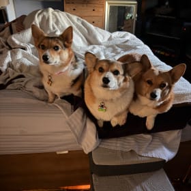 Cedona Lilly Sadie