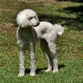 Zoey