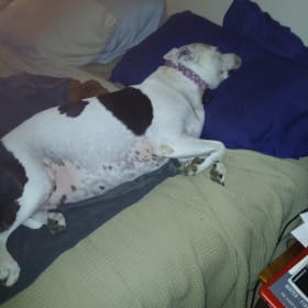 Nova
