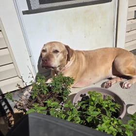 Canelo