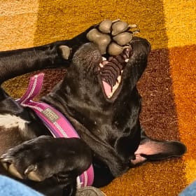 Duke
