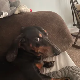 Peanut