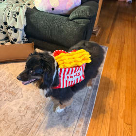 Daisy