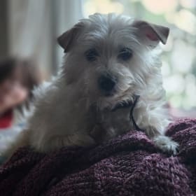 Poppy