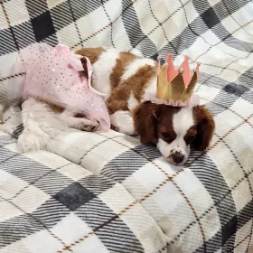Sadie