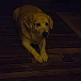 Jack