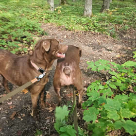 Hazel and Chocolate