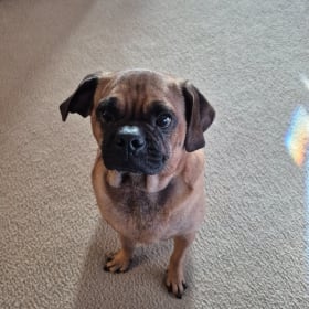 Beau