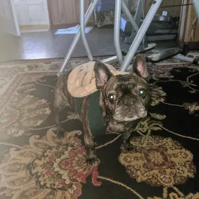 Pita