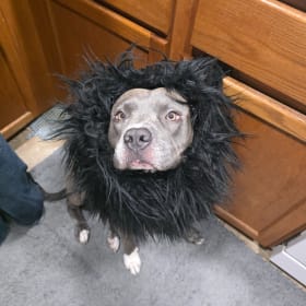 ZEUS Dog of chaos