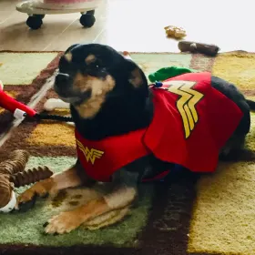 Carisa the Wonder Weenie