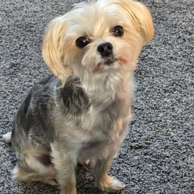 Gracie