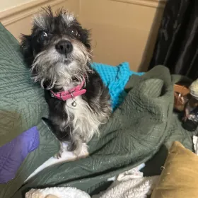 Molly