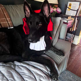 Count Frankula