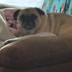 Chewy