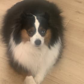 Sophia