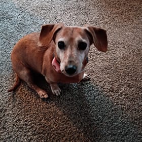 Schnitzel