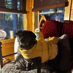 Odie