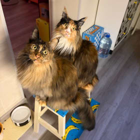 Kartoshka and Morkoshka