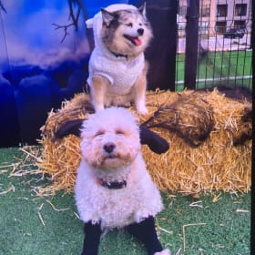 Luna and Frankie