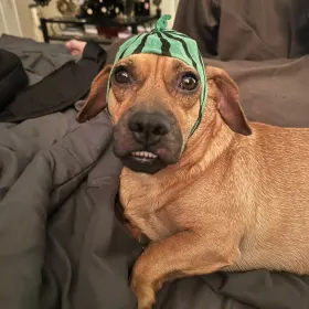 Auggie