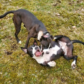 Google and Leeloo playing