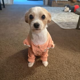 Buttercup