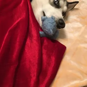 Roscoe