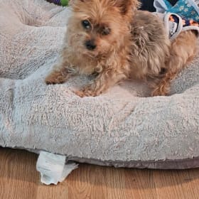 Lulu