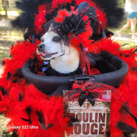 Daisy May  in Moulin Rouge