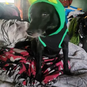 Ollie