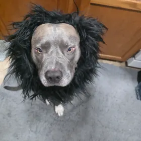 Zeus Dog of chaos
