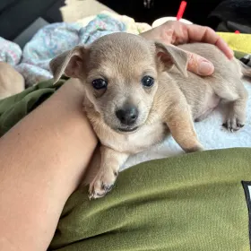 Rocco El Rey
