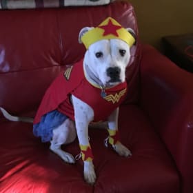 Penelope