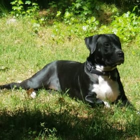 Pepper