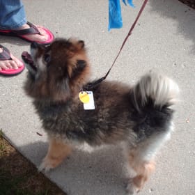 Tedi