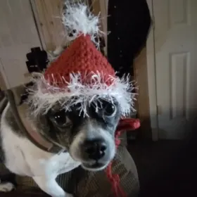 Trixie   Santa Pup