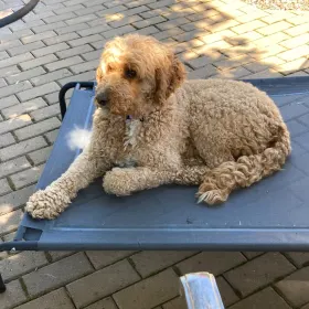Nellie