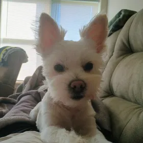 SPARKY