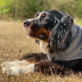 Diggie