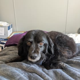 Cocoa