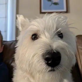 Finn